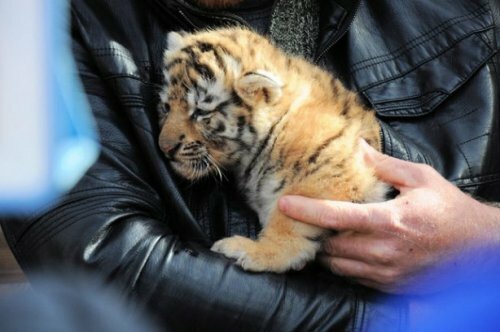 � ���������� �������� ��������� �������� ������� �����