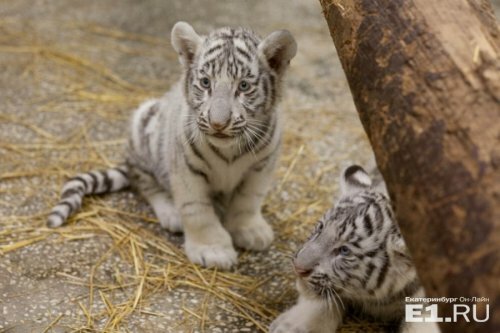 ������� ������ ������� �� ����������������� �������� ������ � ���