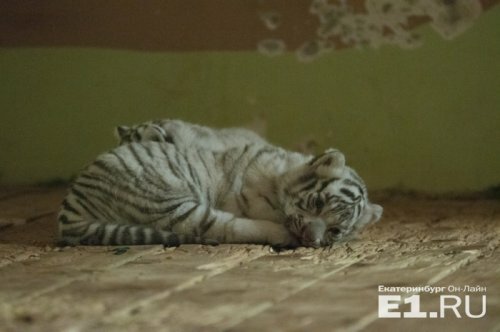 ������� ������ ������� �� ����������������� �������� ������ � ���