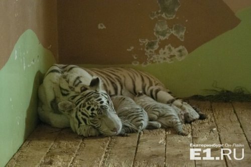 ������� ������ ������� �� ����������������� �������� ������ � ���