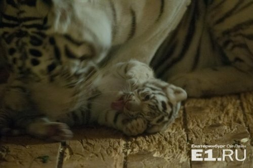 ������� ������ ������� �� ����������������� �������� ������ � ���