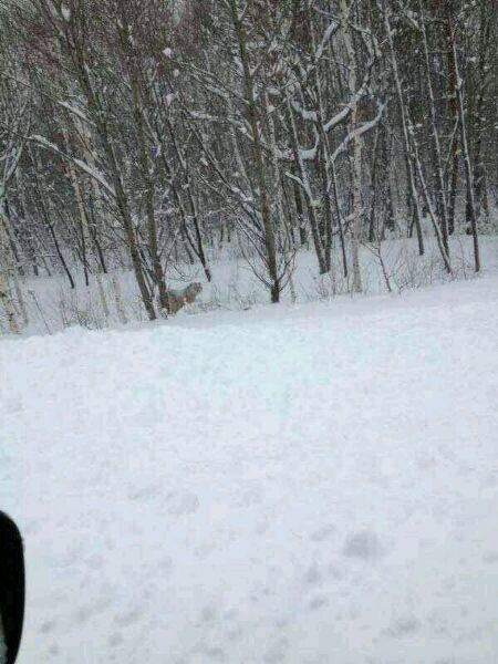 ���� �����, "���������" � ������ ������� �����������, �������� �������� ��������� �������l