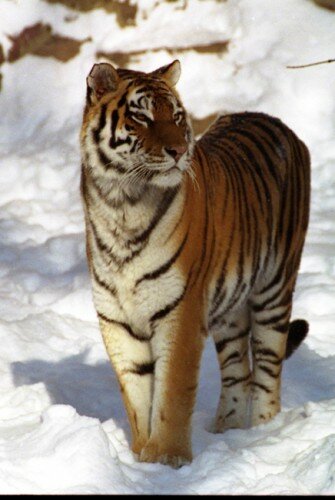 "�������������" ����� ��������� ���� 