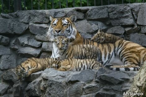 � �������� ���� �������� ��� �������� ��������