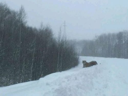 ���� �����, "���������" � ������ ������� �����������, �������� �������� ��������� �������l