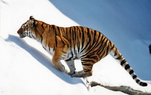 "�������������" ����� ��������� ���� 