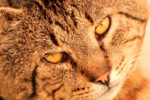 WWF ������� ������� ����������� ���� �������� ������