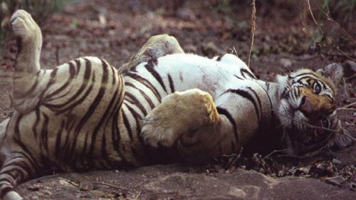 � �������� �� �������� ������� ��� �������� �����