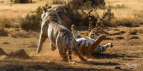 ����� ������