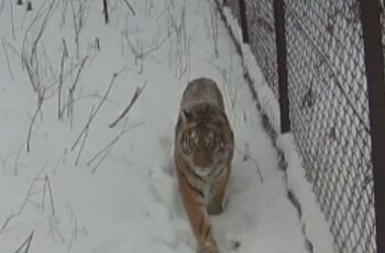 � ����������� ���� ���� ������� ��� �������� �����