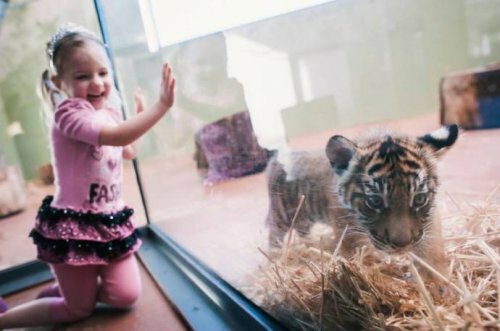 �������-��������� �� �������� ������, ���� ���������