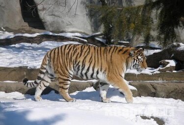 � ����������� ���� ��������� �������� �������� ���������