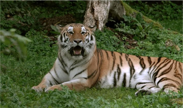 ������� ����������