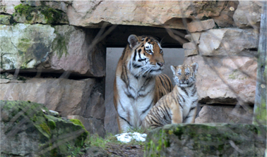 ������� ����������