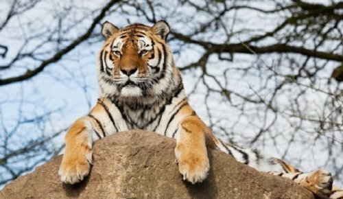 �����-������� ������� ���������� �������