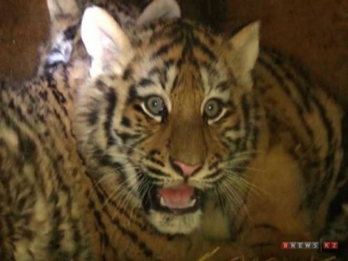 � �������� ��������� ������� �������� �������� �������-���������