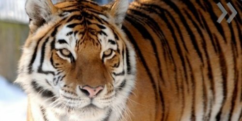 ������� ����������