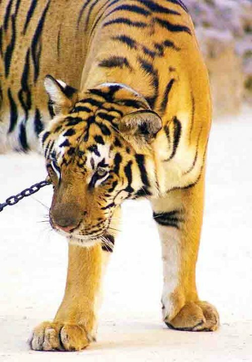 � ������ ������ �� ����� ���������