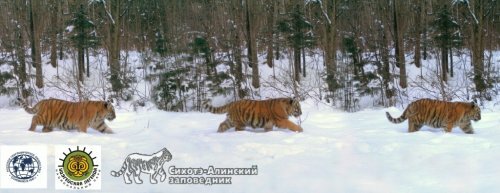 � �������� ����������� ������� ���������� �������� ���������