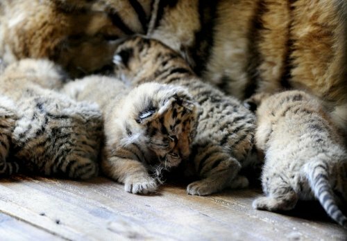 � ��������� ����������� �������� ������� ������ ���� �������