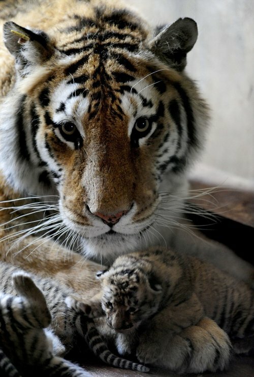 � ��������� ����������� �������� ������� ������ ���� �������