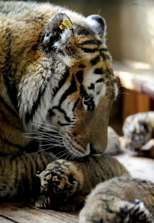 � ��������� ����������� �������� ������� ������ ���� �������