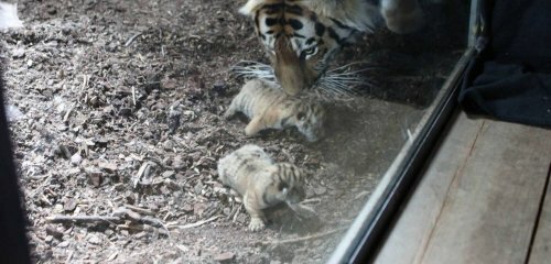 � �������� ������� �� ����������� �������� ��������� ���������