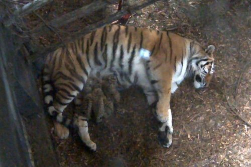 � �������� ������� �� ����������� �������� ��������� ���������