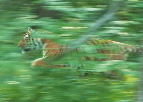 � ����������� ���� ��������� ������� � ����� ������� ����� ��������