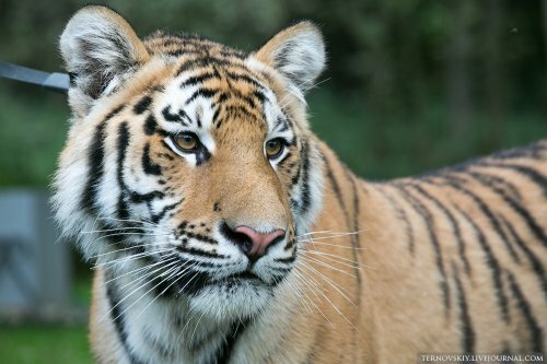 �������� ��� �� ������� ���� ��� ����� ������ "�������� ����"