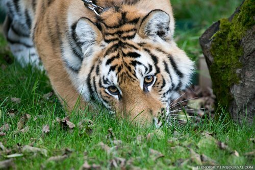 �������� ��� �� ������� ���� ��� ����� ������ "�������� ����"