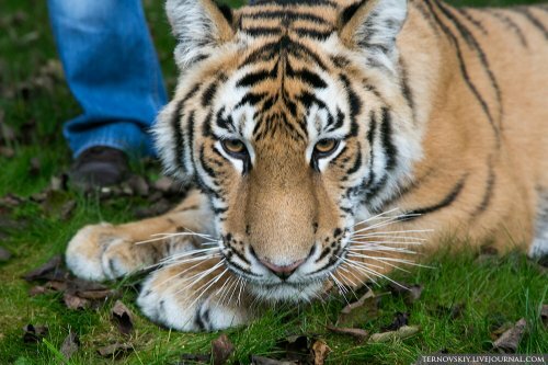 �������� ��� �� ������� ���� ��� ����� ������ "�������� ����"