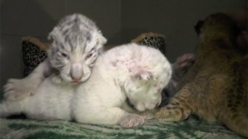 � ��������� �������� ����������� ������� ������ ���� ���������