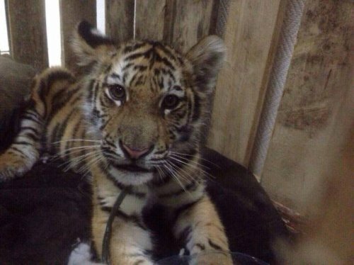 ���������� �� ��� ��������������� �������� �������� � ������