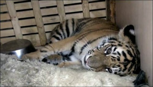 ���������� �� ��� ��������������� �������� �������� � ������