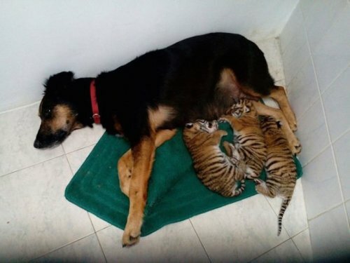 � ��������� �������� ������ ������������ ������