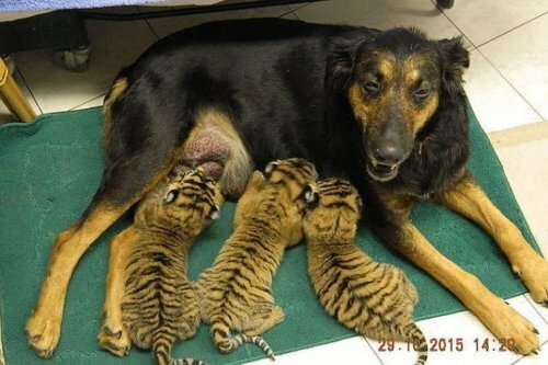 � ��������� �������� ������ ������������ ������