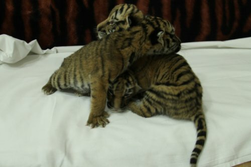 � ��������� �������� ������ ������������ ������