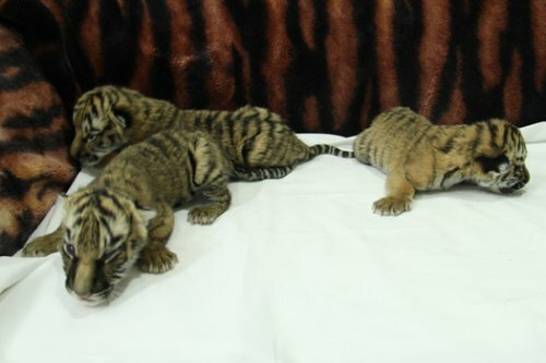 � ��������� �������� ������ ������������ ������