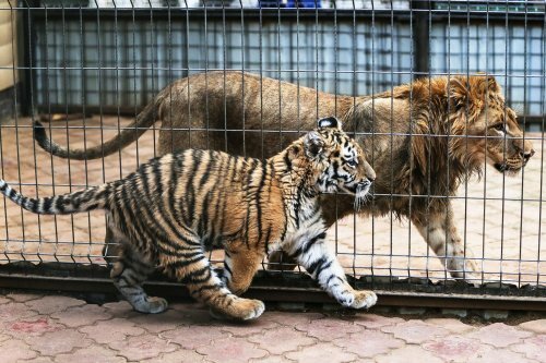 ���������� ������� ����� ������� ��� ��������� ��������� ������