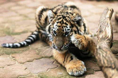 ���������� ������� ����� ������� ��� ��������� ��������� ������