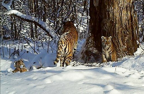 ��������� ����������� ������ � ������ ��������� ����