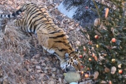 ���� ���� � ����� ����� ������� ���� � ���