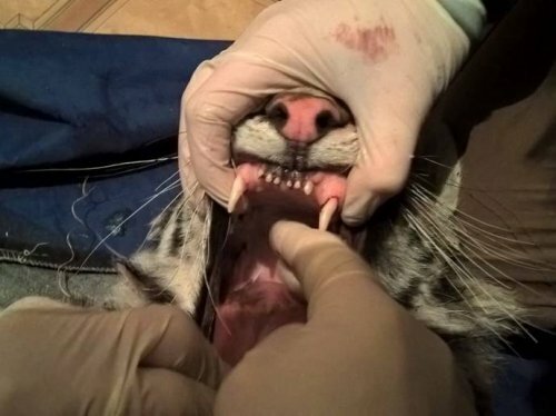 � �������� ������ ��������� � ���� ��������� ��������