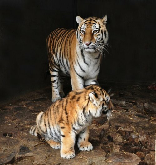 ���� ����� �� ����������� �������� ���������� � �������� ������