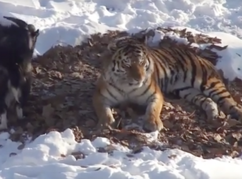 ���� ���� ���������� � ������ �������