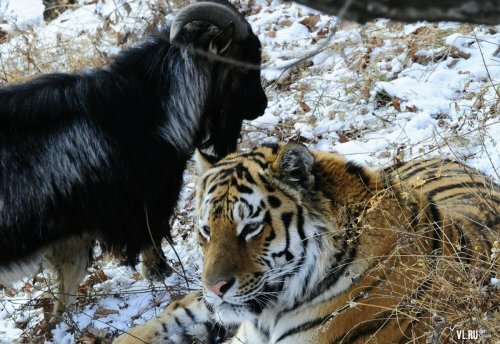 ����� ����� � ���� ���� ����������