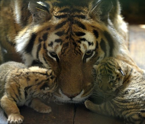 ��������� ������� ������� ������� ��������� �������� ������