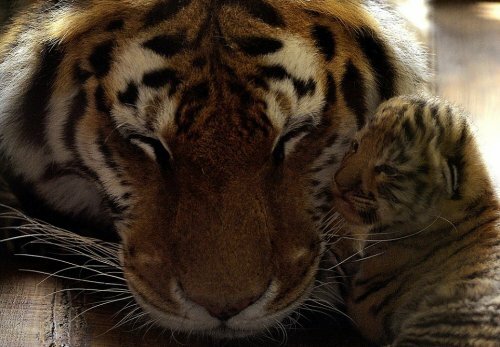 ��������� ������� ������� ������� ��������� �������� ������