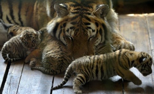 ��������� ������� ������� ������� ��������� �������� ������